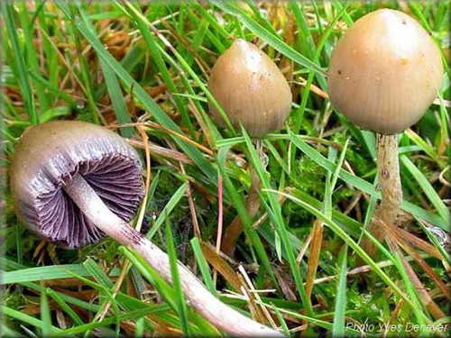 psilocybe.jpg