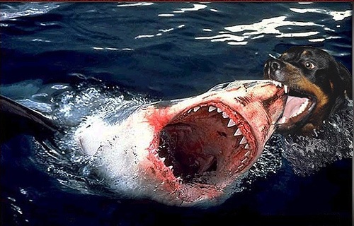 dogwithshark_m.jpg